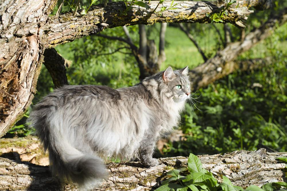 ТОП-10 самых злых пород кошек: сибирская