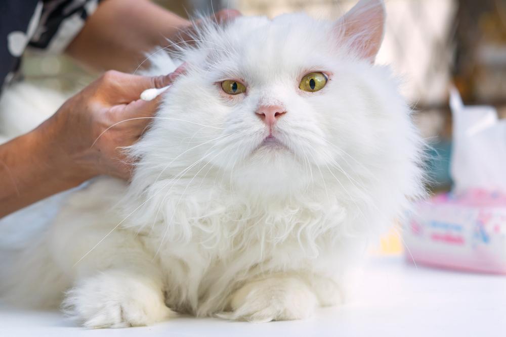 Зачем чистить уши кошке