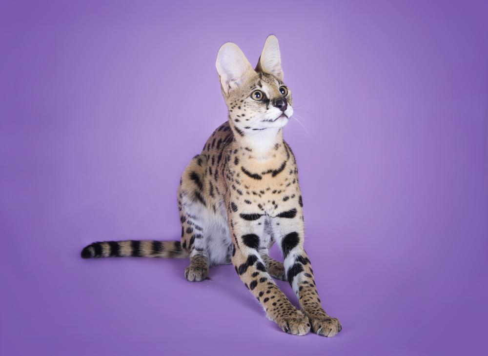 ТОП-10 самых злых пород кошек: саванна