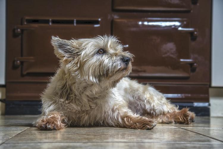 Лечение геморроя у собак с помощью операции