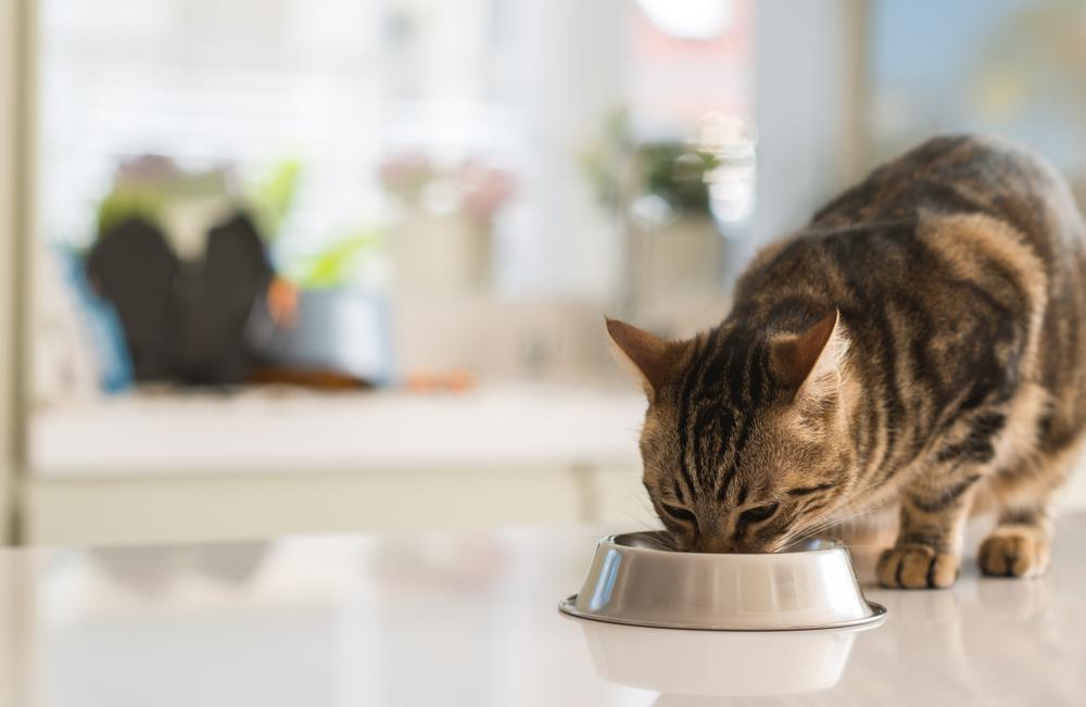 Лечение рвоты после еды у кошек диетой