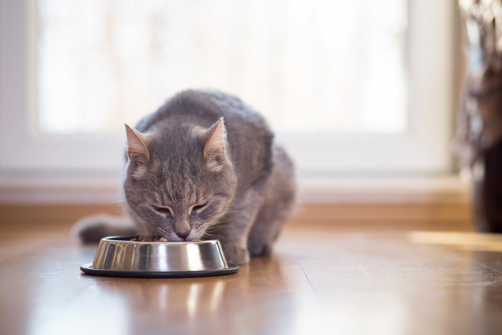 медикаментозное лечение рвоты после еды у кошек