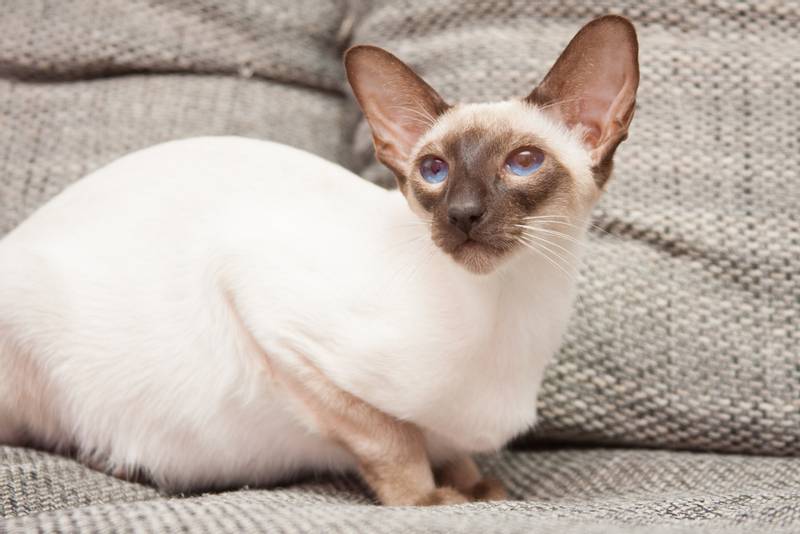 ТОП-10 самых злых пород кошек: сиамская
