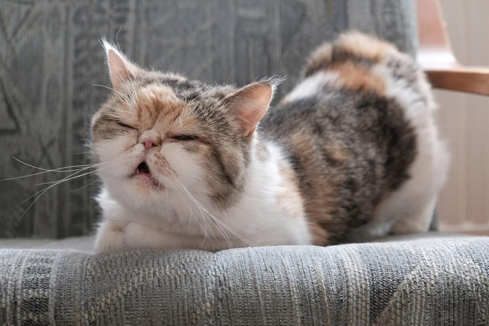 Симптомы эктопаразитов у домашних кошек