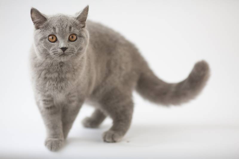 ТОП-10 самых злых пород кошек: британская