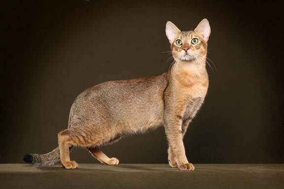 ТОП-10 самых злых пород кошек: чаузи