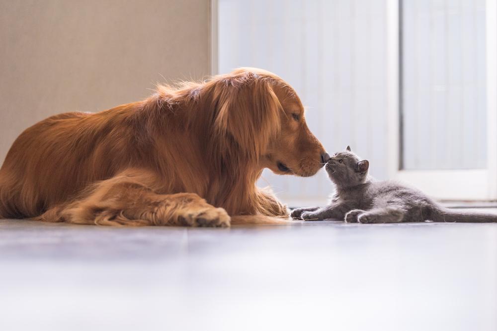 Как подружить взрослую собаку и котенка