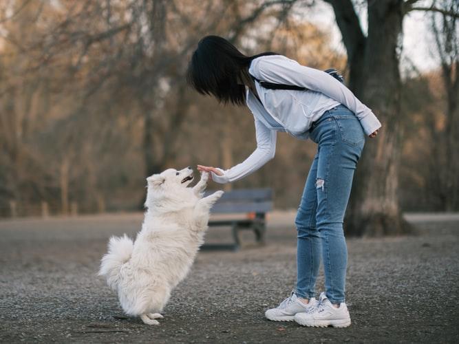 Как научить собаку команде «Дай лапу» с лакомством