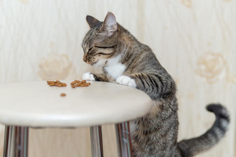 диетическое питание при поносе у кошки