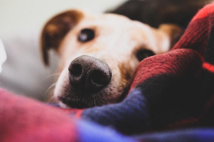 Неопасные причины сухого и теплого носа у собаки