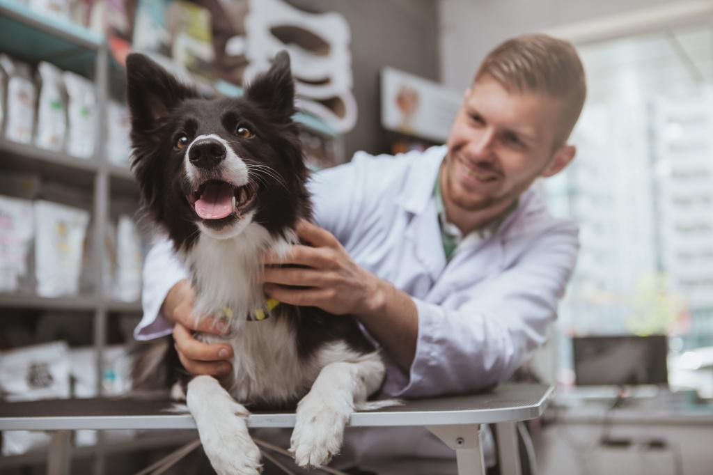Лечение геморроя у собак медикаментами