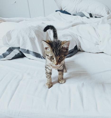 Как отучить кошку гадить на кровать