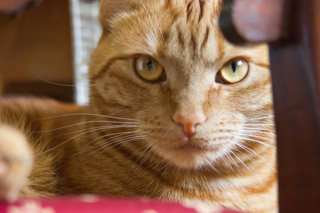 Чем опасен триходектоз у кошек?