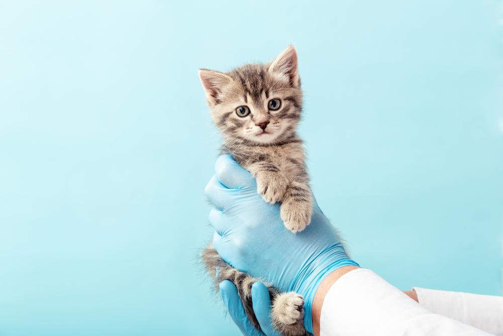Первая помощь при появлении крови в кале кота
