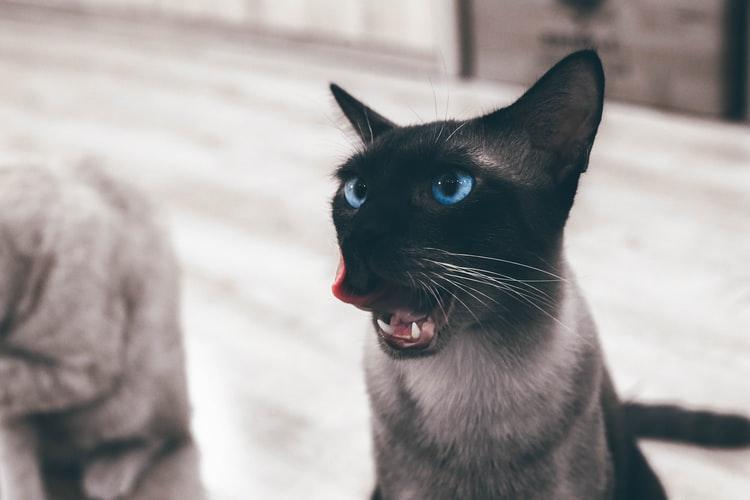 Почему кошку рвет после еды