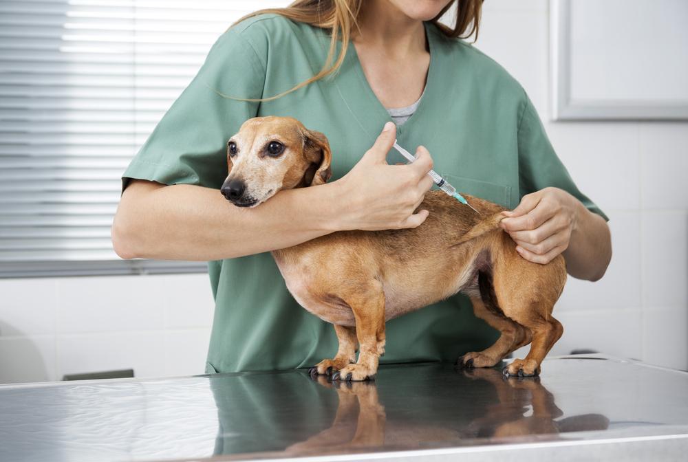 вакцинация собак от бешенства на законодательном уровне