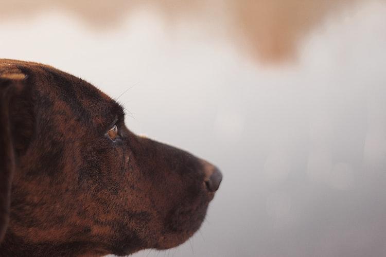 Лечение геморроя у собак при помощи клизмы