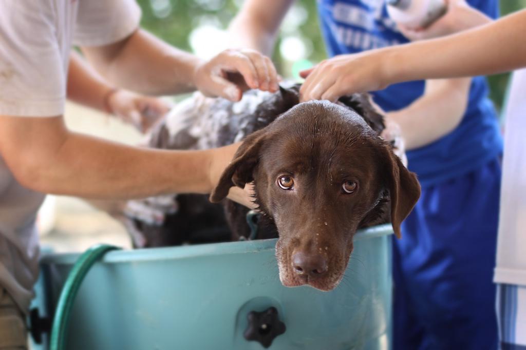 Почему не рекомендуется мыть собаку обычными средствами