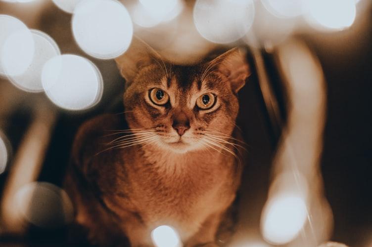 Ключевые факты об абиссинской кошке