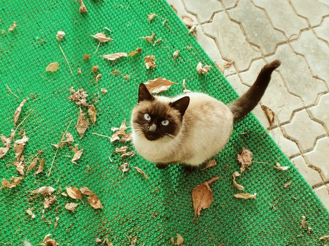 Ключевые факты о тайской кошке