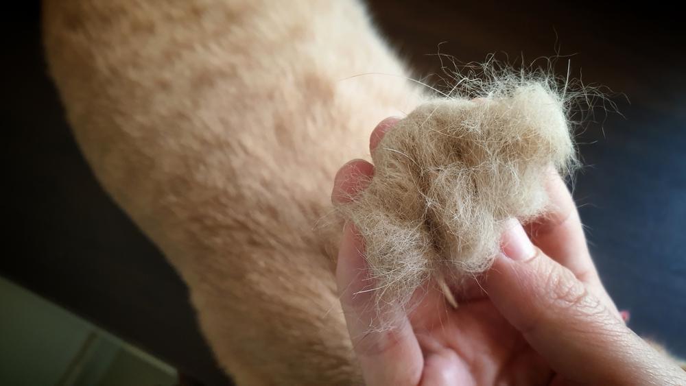 Чем лечить выпадение шерсти у кошек