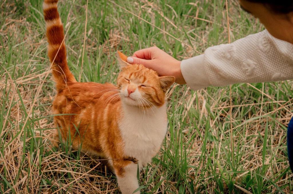 Особенности общения с глухими или слепыми кошками