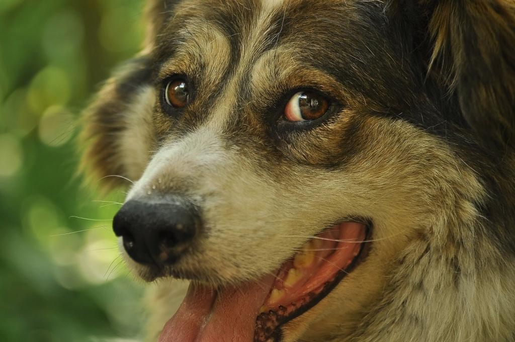 Помощь ветеринара при пене изо рта у собаки