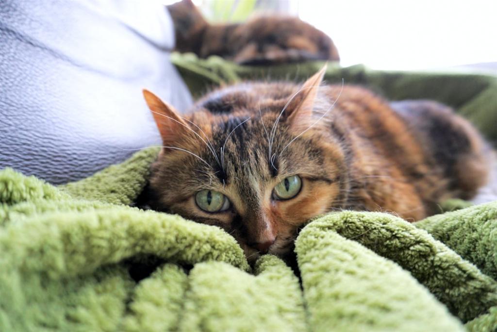 Осложнения бронхита у кошки