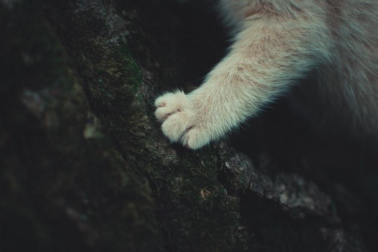Почему кошкам нужно точить когти
