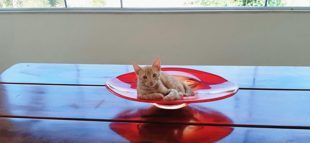 Что нельзя делать отучая кошку лазить по столам