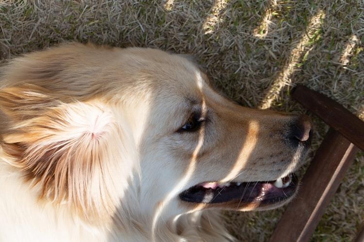 У собаки гноятся глаза при заражении глистами