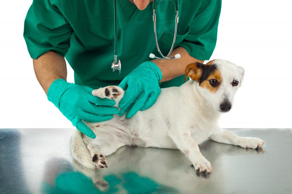 Вакцинация во время беременности у собак