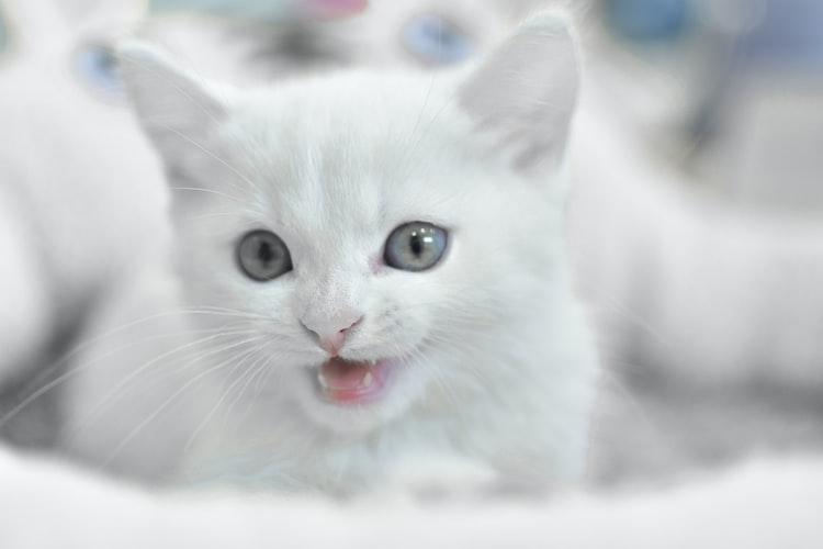 Как определить возраст котенка по зубам