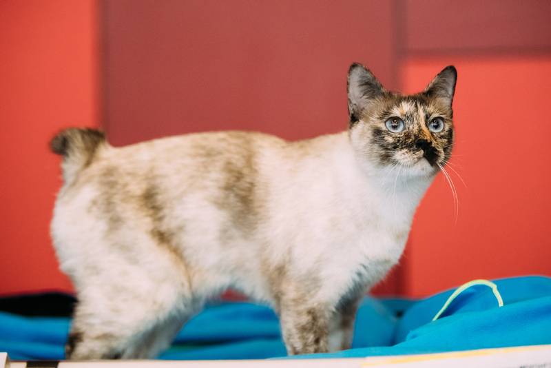 ТОП-10 самых злых пород кошек: меконгский бобтейл