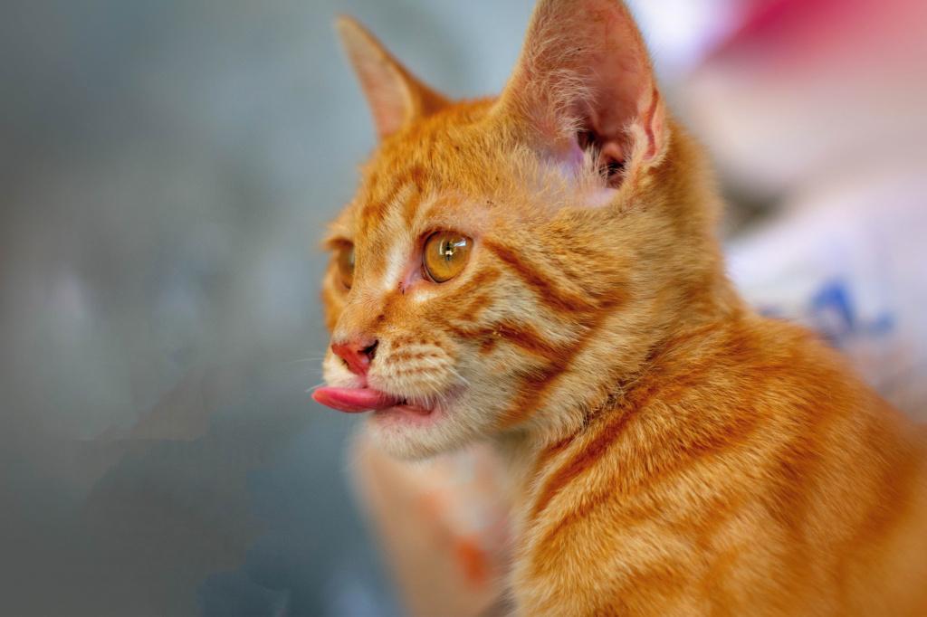 распространенные причины запаха изо рта у кошки