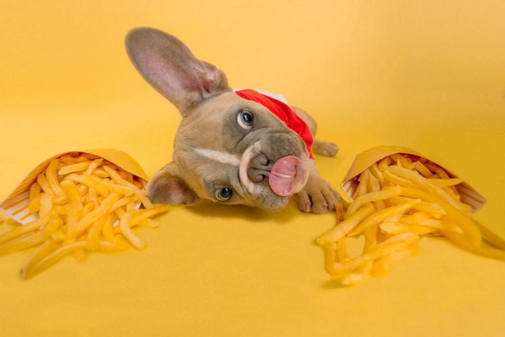 физиологические причины рвоты непереваренной пищей у собаки