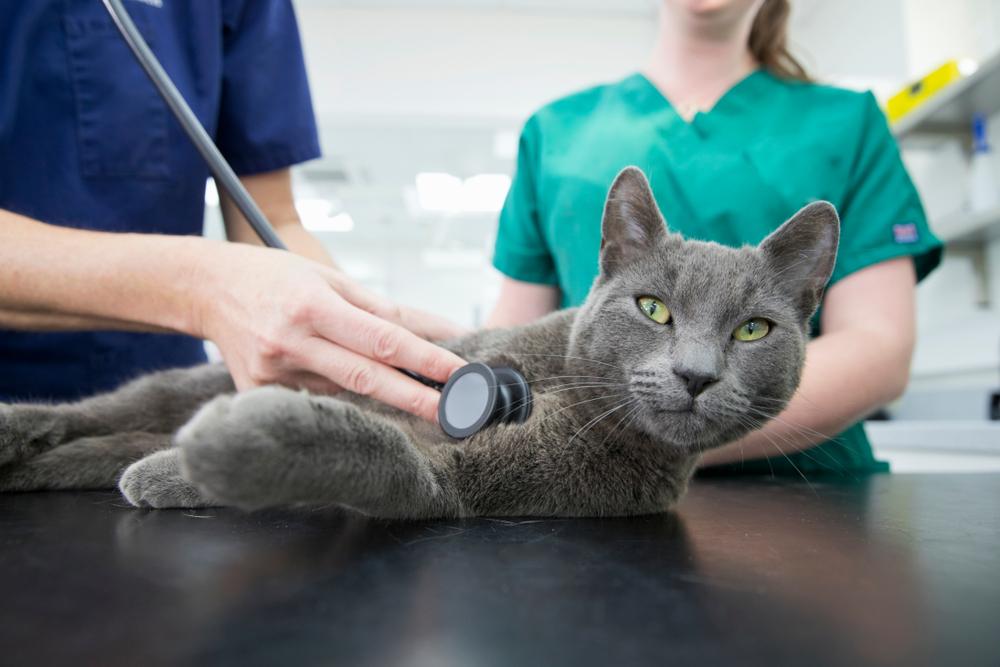 Кошка задыхается: когда необходимо посещение ветеринара