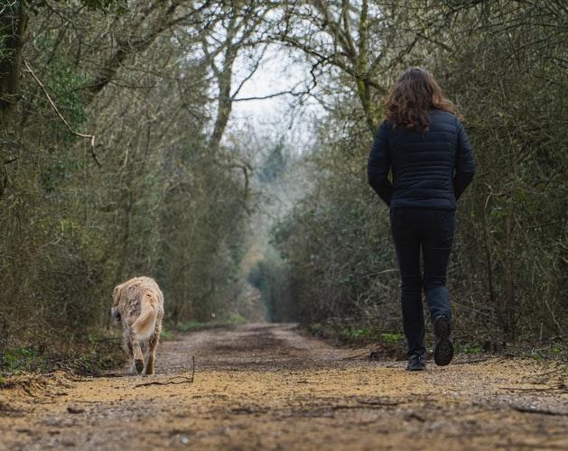 Правила, которые помогут отучить собаку бояться гулять
