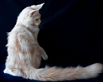 Кошки в Москве: Крупный серебряный красавец Гермес Мальчик, 60 000 руб. - фото 4