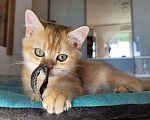 Кошки в Самаре: Золотые британские короткошерстные котята Мальчик, 35 000 руб. - фото 4