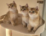 Кошки в Самаре: Золотые британские короткошерстные котята Мальчик, 35 000 руб. - фото 1