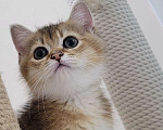 Кошки в Самаре: Золотые британские короткошерстные котята Мальчик, 35 000 руб. - фото 3