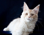 Кошки в Москве: Крупный  серебряный кот Габриэль. Мальчик, 25 000 руб. - фото 5