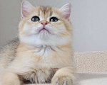 Кошки в Самаре: Золотые британские короткошерстные котята Мальчик, 35 000 руб. - фото 2