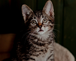 Кошки в Москве: Красавчик Ричи в поиске дома! Мальчик, Бесплатно - фото 1