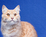 Кошки в Москве: Котику подарили вторую жизнь… Мальчик, Бесплатно - фото 2
