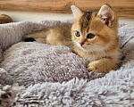 Кошки в Самаре: Золотые британские короткошерстные котята Мальчик, 35 000 руб. - фото 5