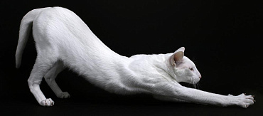 Породы кошек с самыми длинными лапами