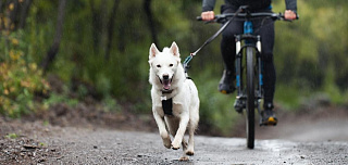 Байкджоринг: основы дисциплины с собакой и велосипедом