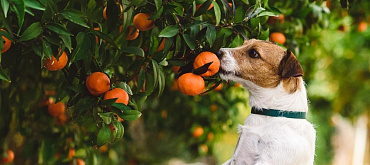 Можно ли давать собакам мандарины